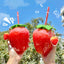 500ml Kawaii Strawberry Water Bottle with Straw, Strap & Pendant